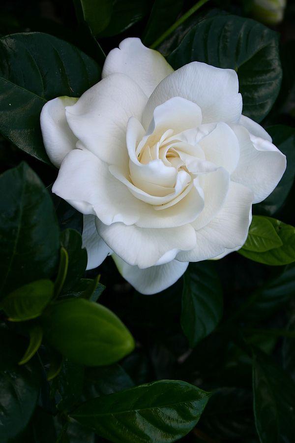 Harmony's Embrace Gentle Blossoms