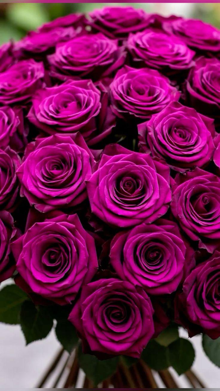 Enchanted Evening Crimson Array