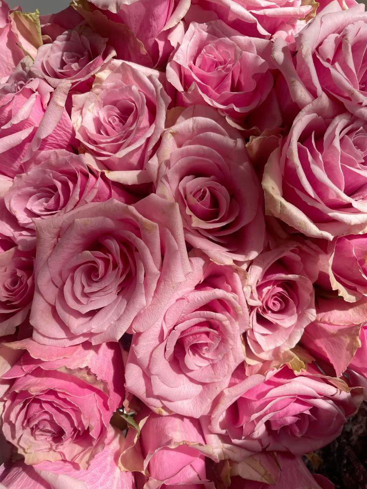Secret Garden's Whimsical Array